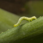 Green Caterpillar 03 The Caterpillar Is The Larvae the Flickr