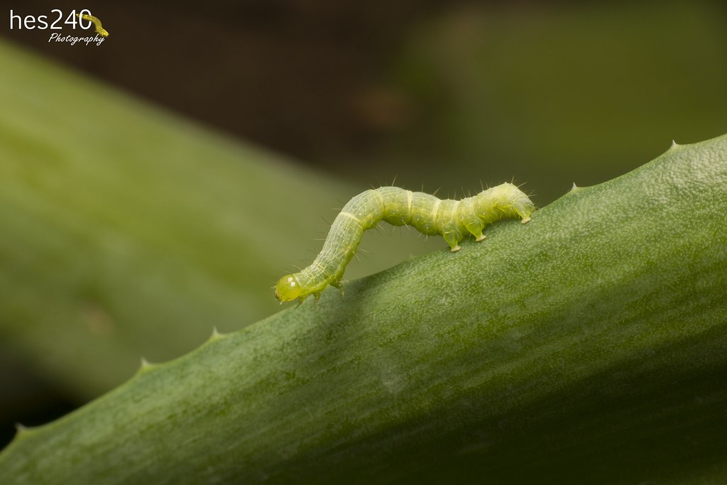 Green Caterpillar 03 The Caterpillar Is The Larvae the Flickr