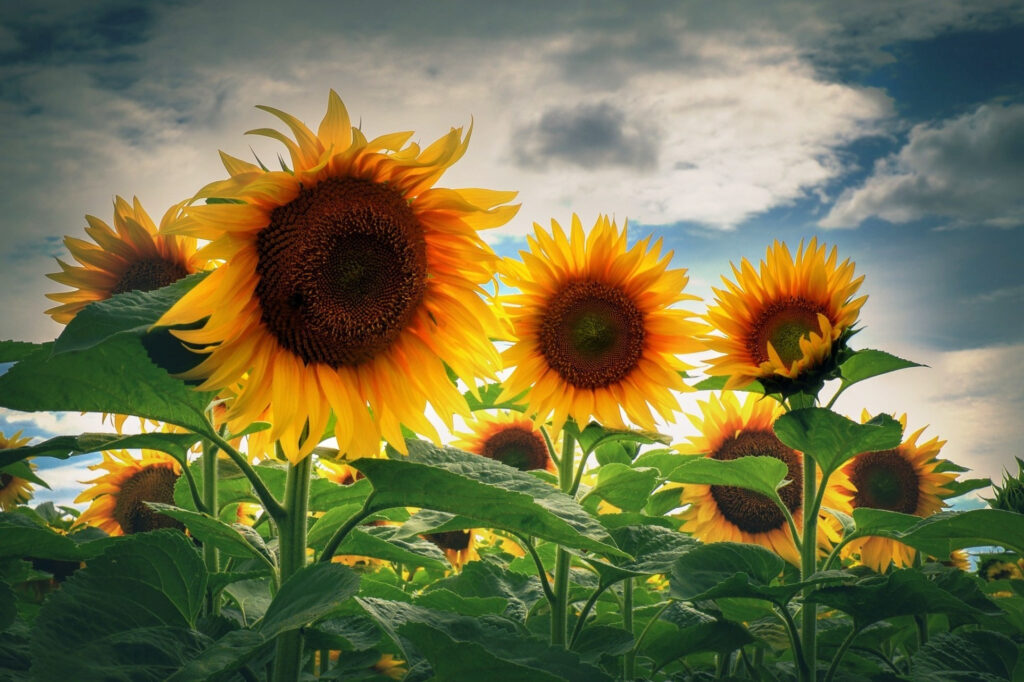 Nature Sunflowers Wallpapers HD Desktop And Mobile Backgrounds