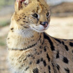 Serval