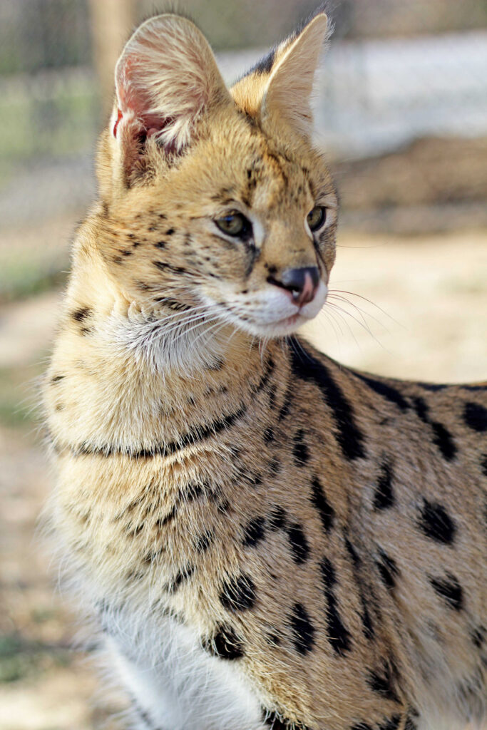 Serval