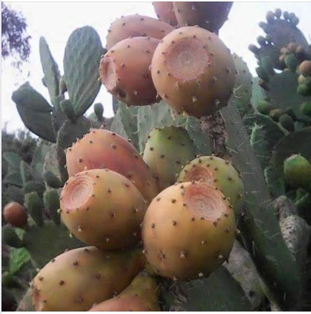 The Fig beles In Tigray Region Ethiopia Tigray Fig Ethiopia