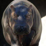 Hippopotamus Cincinnati Zoo Botanical Garden