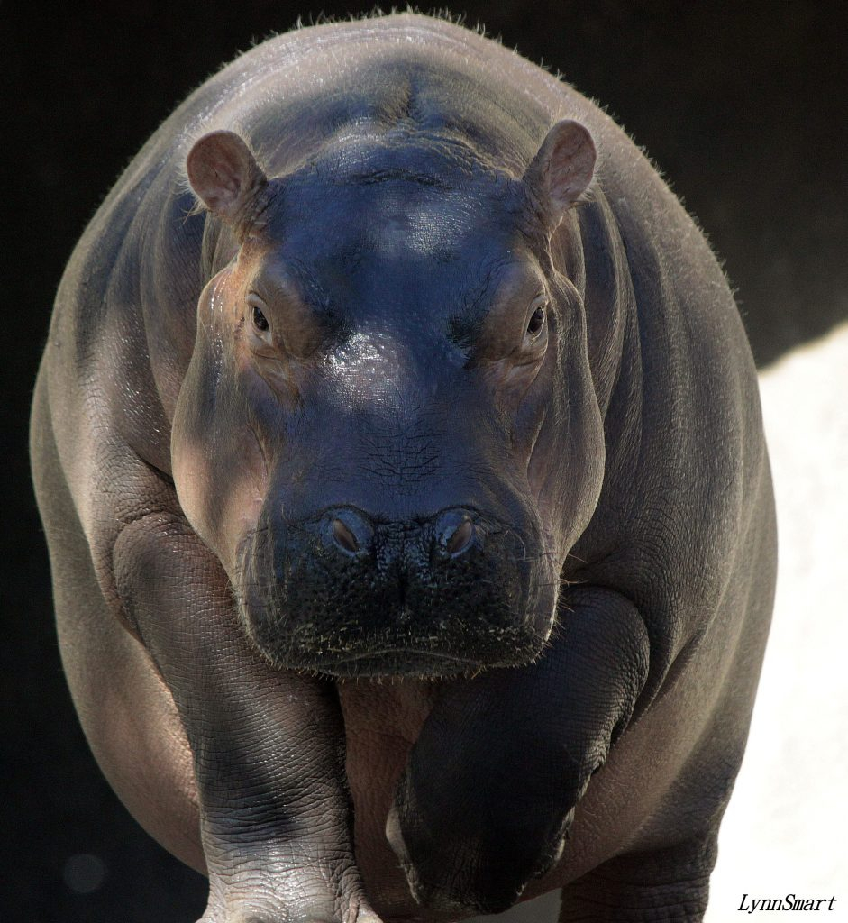 Hippopotamus Cincinnati Zoo Botanical Garden 